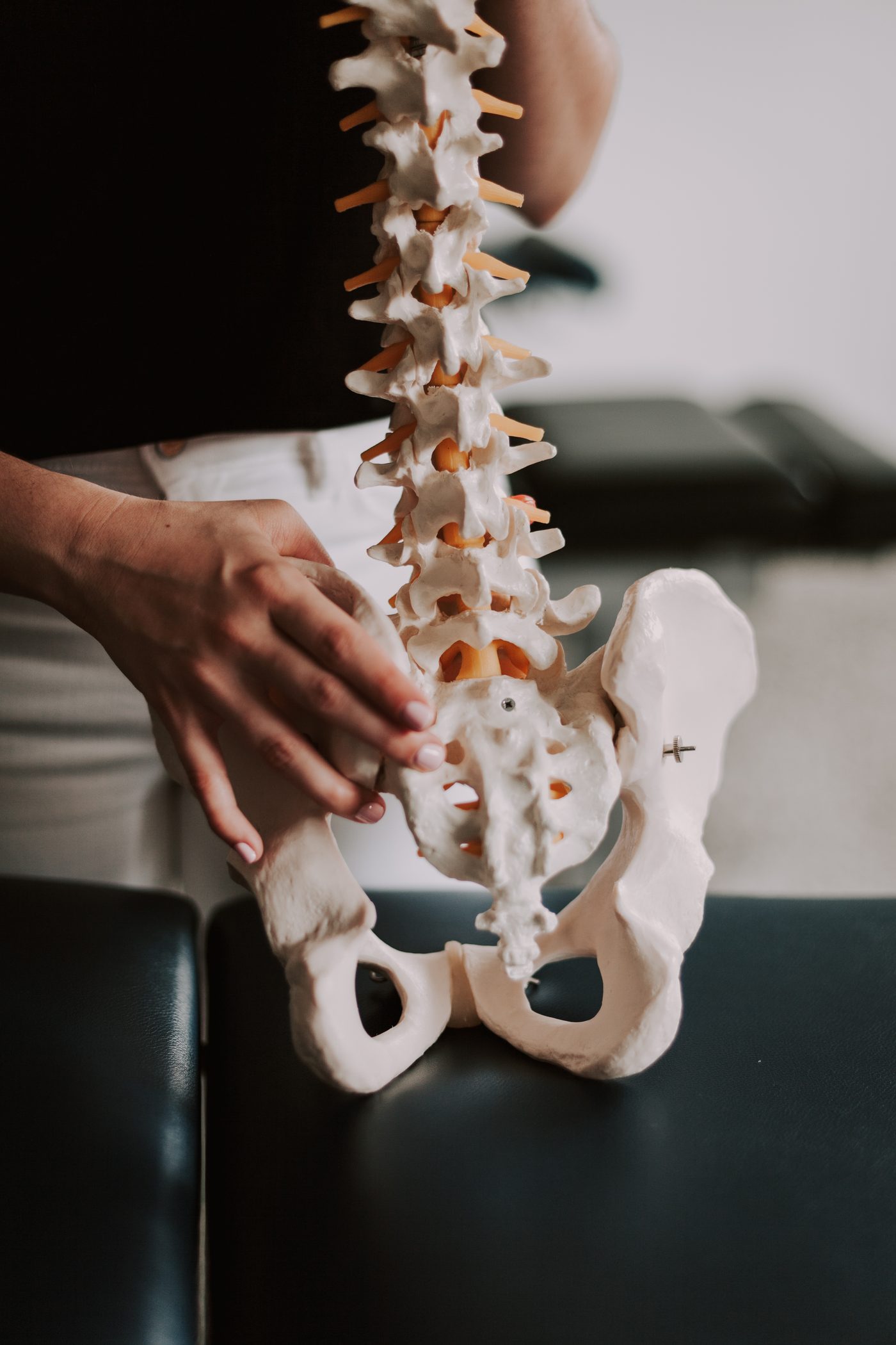 Modelo anatómico de la zona lumbar y pelvis